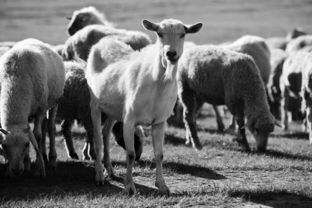 2016年下半年畜牧漁業飼料銷售形勢分析