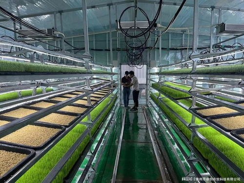 水培牧草 開啟高效、營養(yǎng)、健康的畜牧業(yè)優(yōu)質(zhì)飼料新時(shí)代