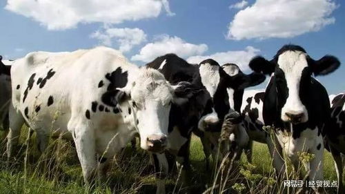 黑科技登場 牛胃電膠囊如何為畜牧業(yè)高質(zhì)量發(fā)展賦能并重塑飼料銷售格局