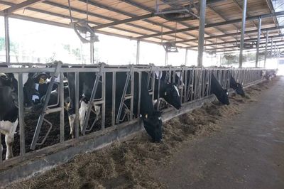 產(chǎn)學(xué)結(jié)合，雙向賦能 宜昌牛養(yǎng)殖企業(yè)調(diào)研與畜牧飼料產(chǎn)業(yè)發(fā)展新思考